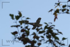 CIG_IMG012