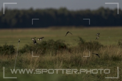 Freistätter Moor