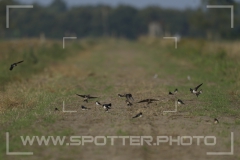 Freistätter Moor