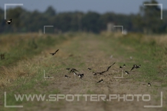 Freistätter Moor