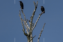 Freistätter Moor