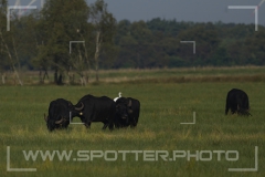 Freistätter Moor