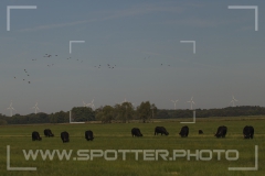 Freistätter Moor