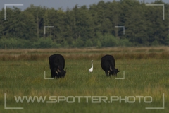 Freistätter Moor