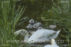 Höckerschwan
