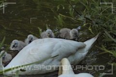 Höckerschwan