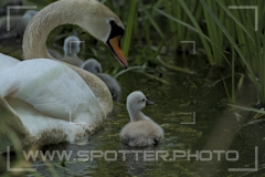 Höckerschwan