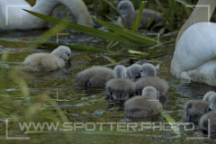 Höckerschwan