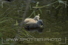 Höckerschwan