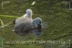 Höckerschwan