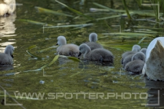 Höckerschwan