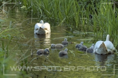 Höckerschwan