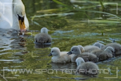 Höckerschwan