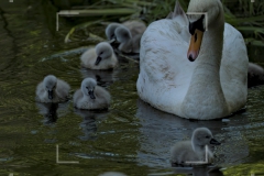 Höckerschwan