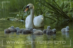 Höckerschwan