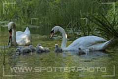 Höckerschwan