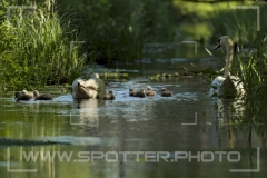 Höckerschwan