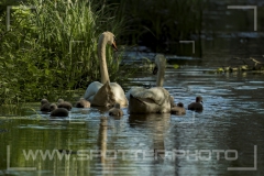 Höckerschwan