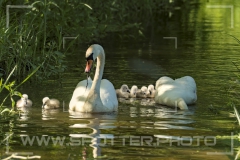 Höckerschwan
