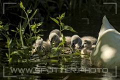 Höckerschwan