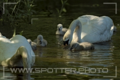 Höckerschwan