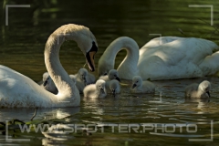 Höckerschwan