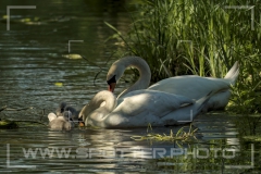 Höckerschwan