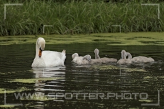 Höckerschwan