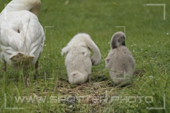 Höckerschwan