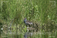Teichhuhn