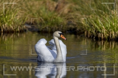 Höckerschwan