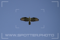 Wespenbussard