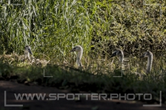 001_20251002_Hoeckerschwan_Nordsee