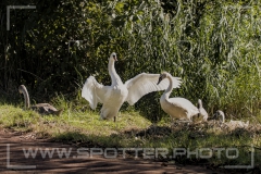 002_20251002_Hoeckerschwan_Nordsee