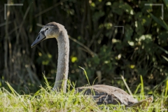 003_20251002_Hoeckerschwan_Nordsee