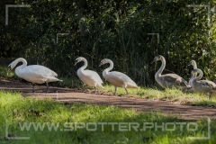 004_20251002_Hoeckerschwan_Nordsee
