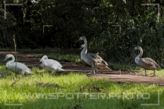 005_20251002_Hoeckerschwan_Nordsee