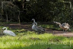 006_20251002_Hoeckerschwan_Nordsee