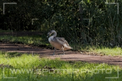 007_20251002_Hoeckerschwan_Nordsee