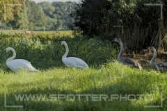 008_20251002_Hoeckerschwan_Nordsee