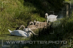 009_20251002_Hoeckerschwan_Nordsee