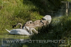 010_20251002_Hoeckerschwan_Nordsee