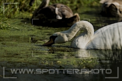 011_20251002_Hoeckerschwan_Nordsee