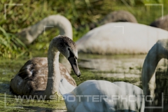 012_20251002_Hoeckerschwan_Nordsee