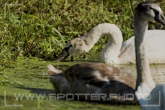 013_20251002_Hoeckerschwan_Nordsee