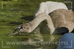 014_20251002_Hoeckerschwan_Nordsee