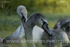 015_20251002_Hoeckerschwan_Nordsee