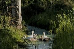 016_20251002_Hoeckerschwan_Nordsee